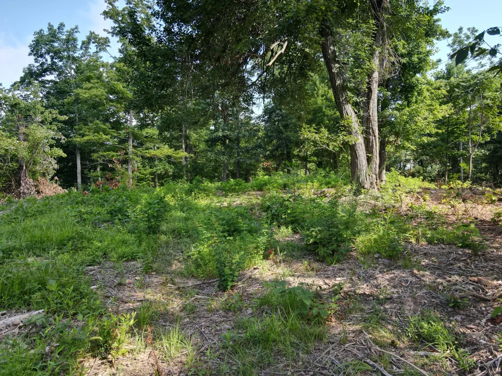 0 Rivendell Beechgrove, TN 37018