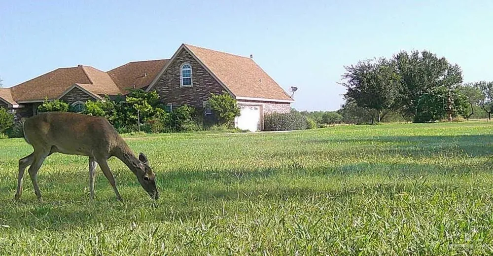 375 W CR 401 ROAD Falfurrias, TX 78355