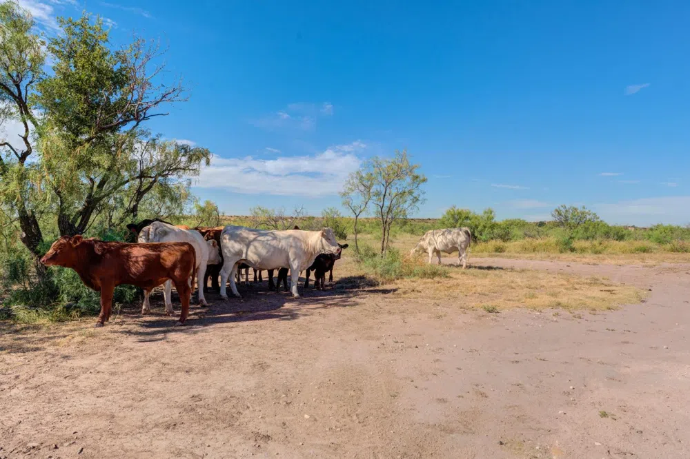 325 Sand Creek Southland, TX 79364