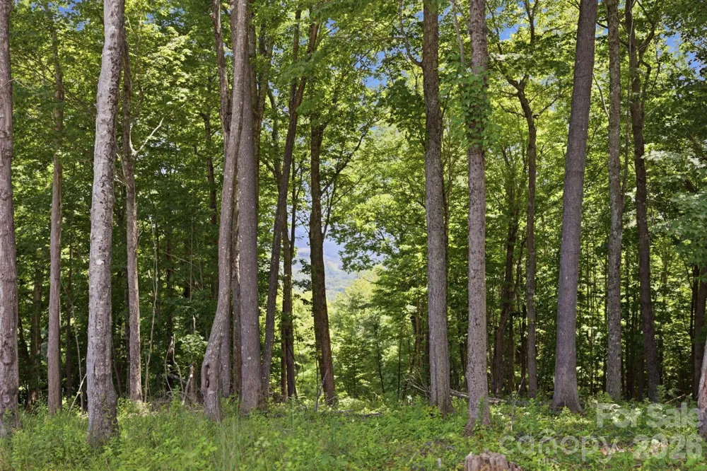 Lot 64 Poplar Forest Drive Boone, NC 28607
