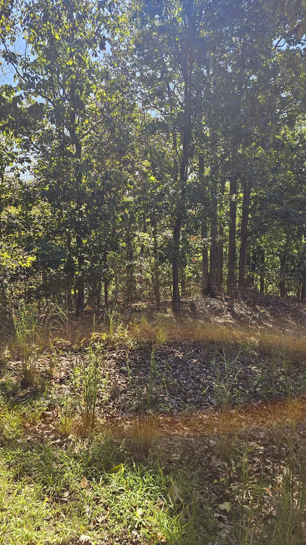 0 Big Richland Drive Waverly, TN 37185