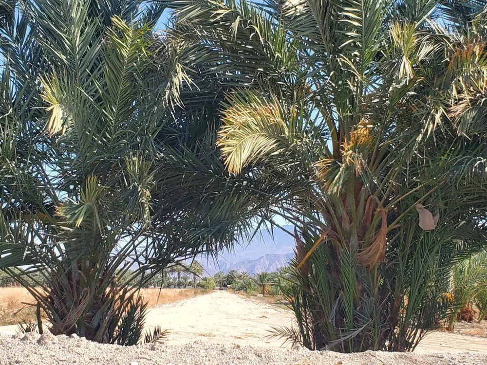 Calhoun Street Coachella, CA 92236