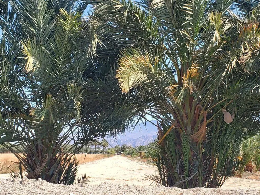 Calhoun Street Coachella, CA 92236