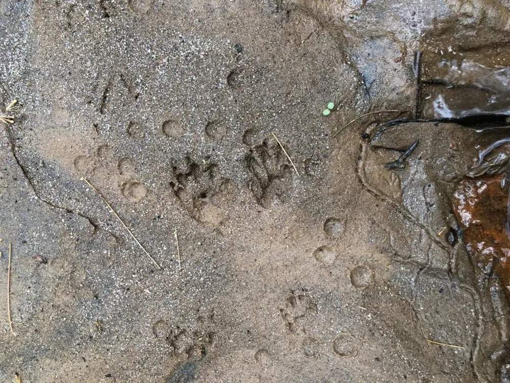0 Wolf Howl Trail Sautee Nacoochee, GA 30571