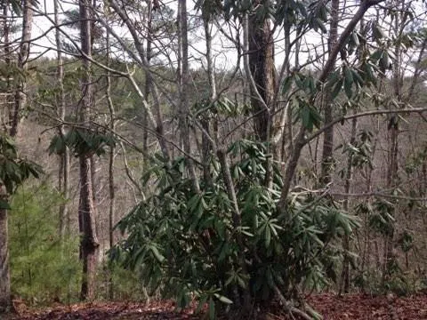 0 Wolf Howl Trail Sautee Nacoochee, GA 30571