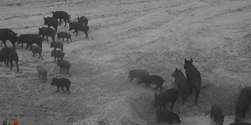 1825 County Road 595 Brownfield, TX 