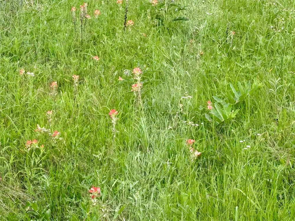261 Catholic Cemetery Road Montague, TX 76251