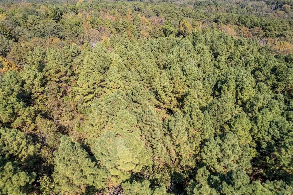 CR 359 Winona, TX 75792