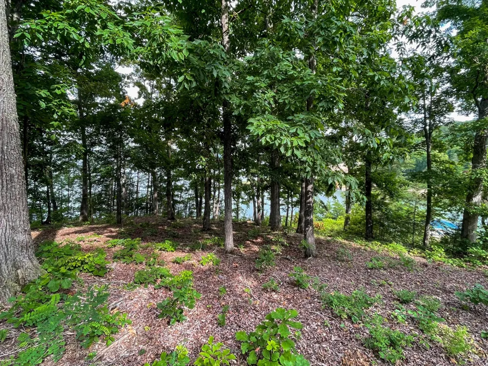 1147 Lakefront Place Baneberry, TN 37890