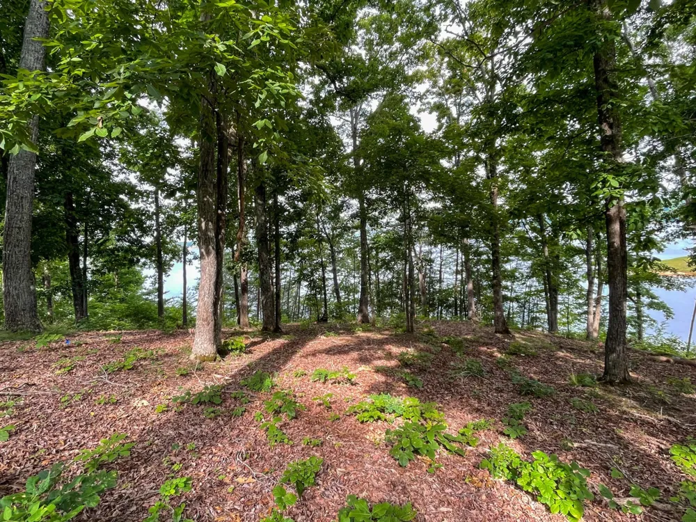 1147 Lakefront Place Baneberry, TN 37890