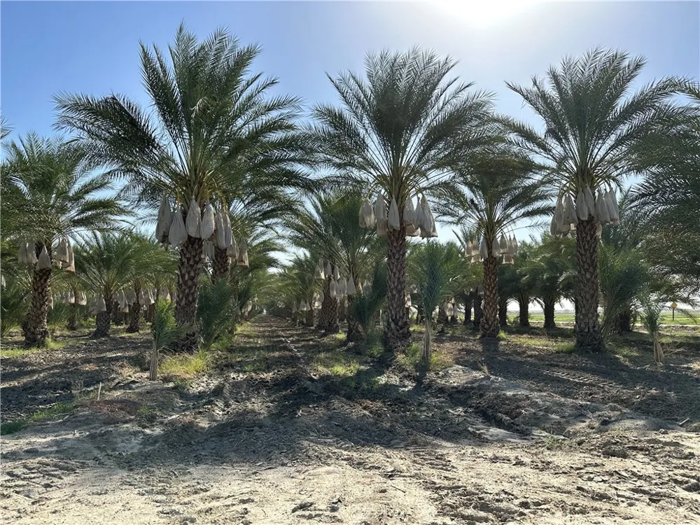 60504 Jackson Street Unincorporated, CA 92274