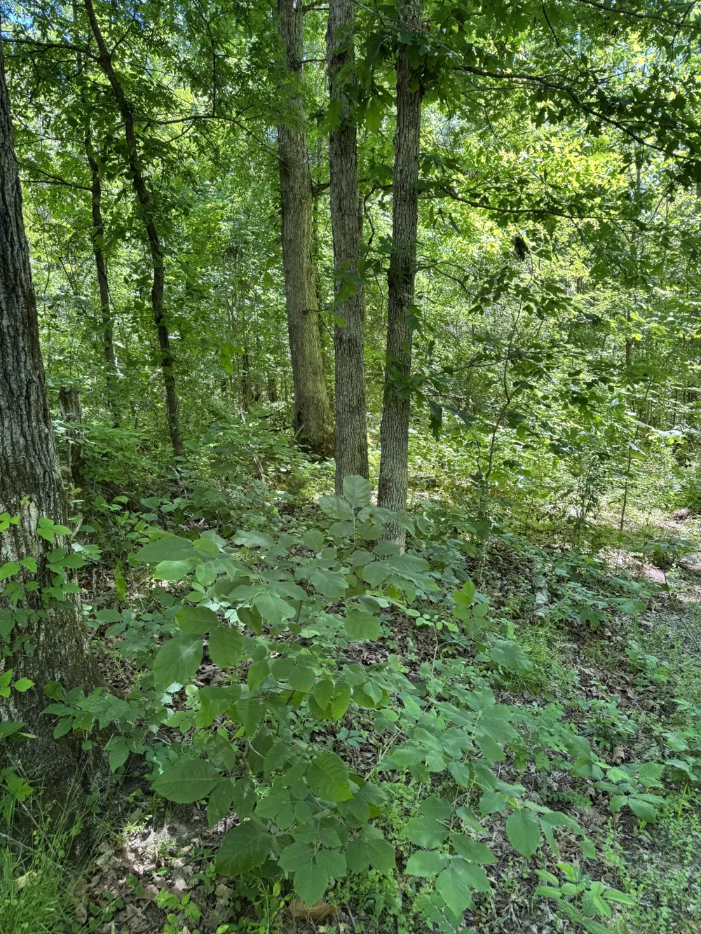 1402 Moore Lane Southside, TN 37171