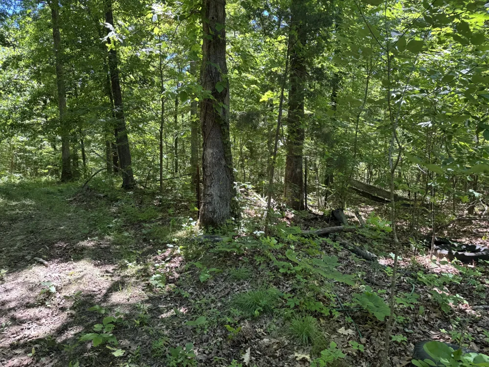 1402 Moore Lane Southside, TN 37171
