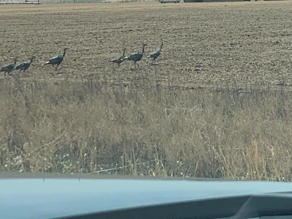 County Road 5200 Abernathy, TX 79311