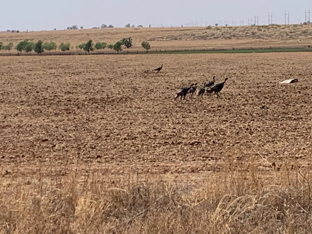 County Road 5200 Abernathy, TX 79311