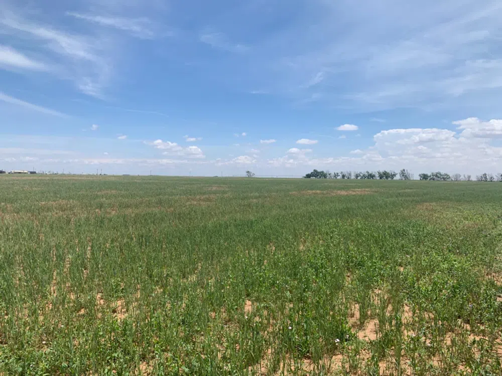 County Road 5200 Abernathy, TX 79311