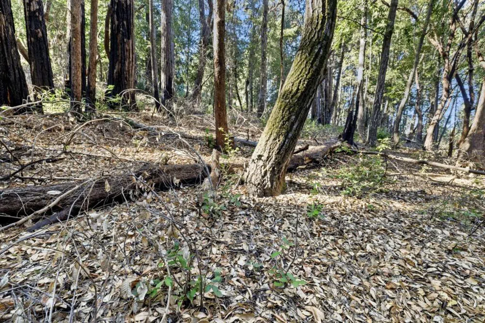 Western Brookdale, CA 95007