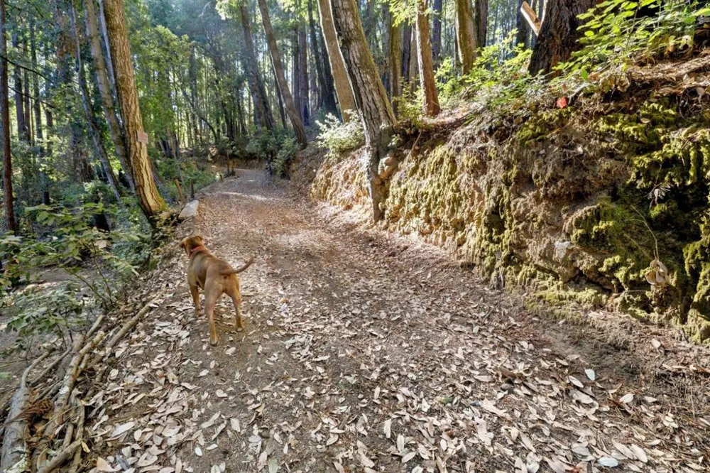 Western Brookdale, CA 95007