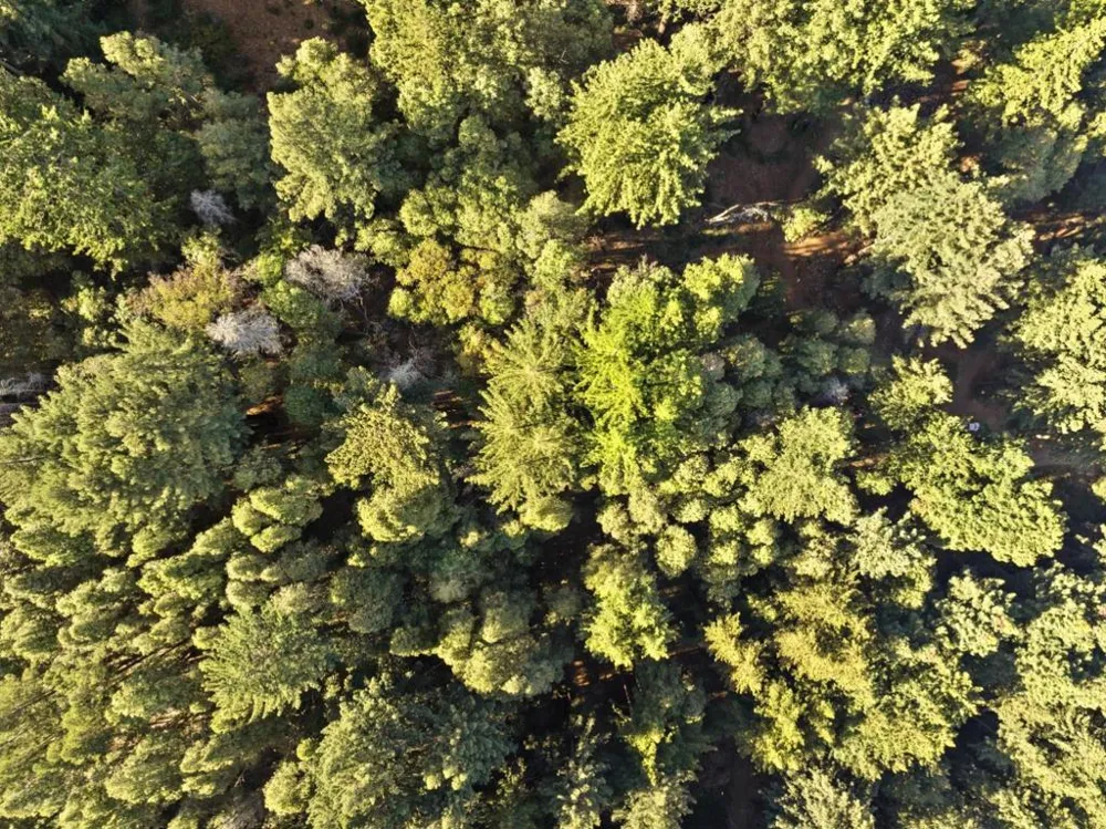 Western Brookdale, CA 95007