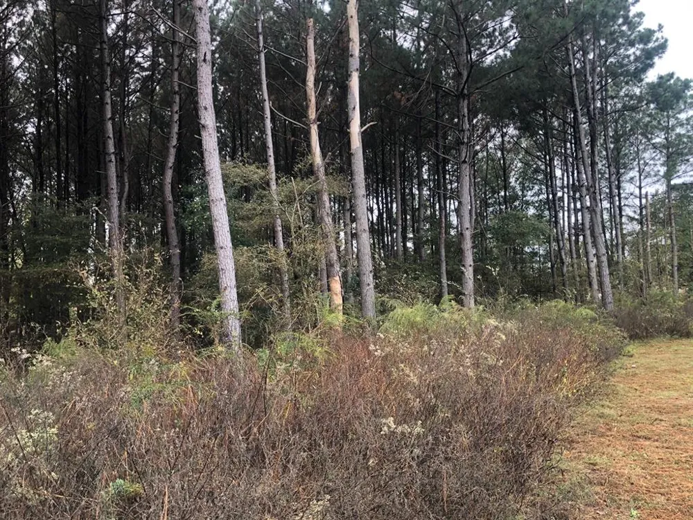 County Road 4130 Pittsburg, TX 75686
