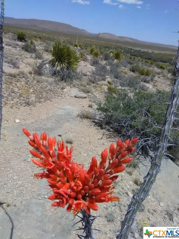 Goat Way Road Sierra Blanca, TX 79851