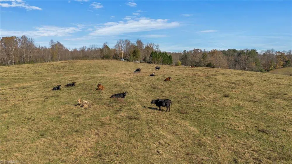000 Austin Traphill Road Traphill, NC 28685