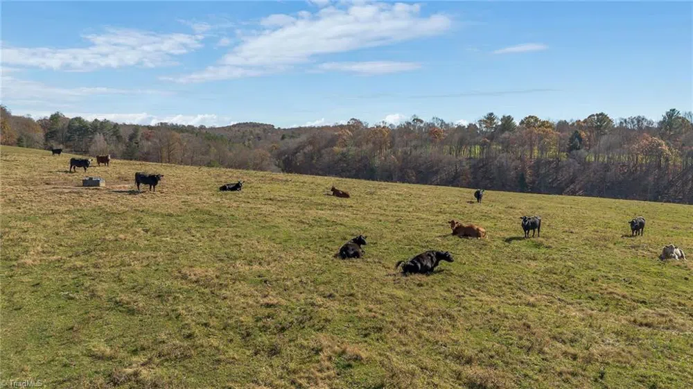 000 Austin Traphill Road Traphill, NC 28685
