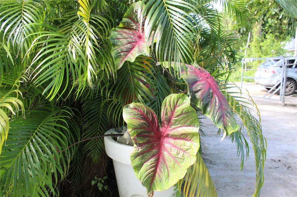 236 ACACIA Vieques, PR 00765