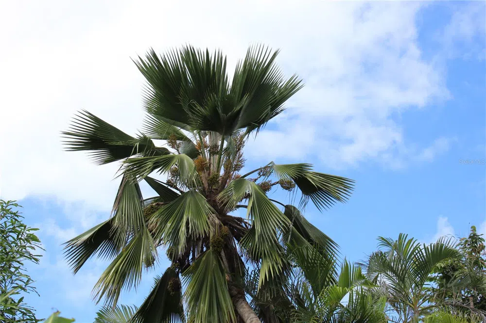 236 ACACIA Vieques, PR 00765