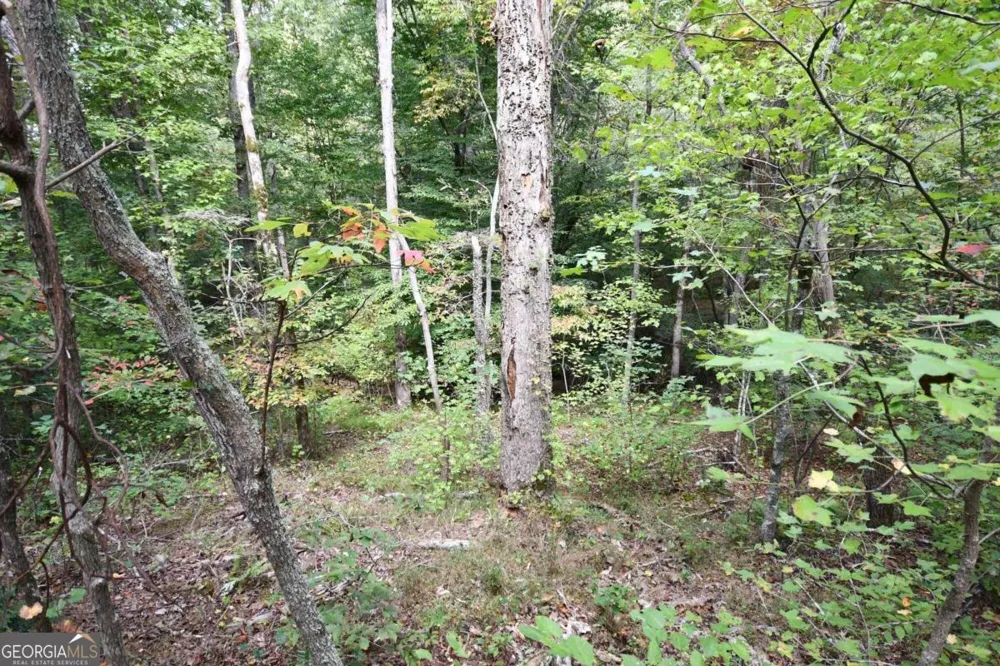 00001 Poplar Springs RD Buchanan, GA 30113