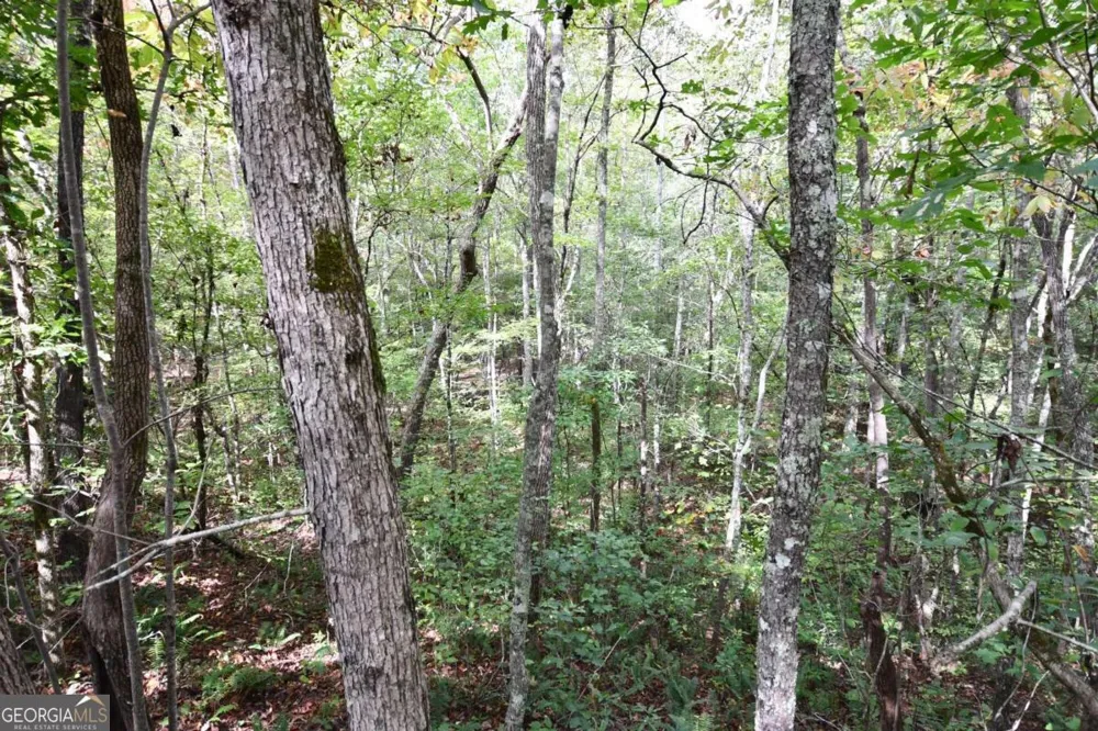 00001 Poplar Springs RD Buchanan, GA 30113