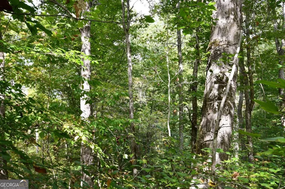 00001 Poplar Springs RD Buchanan, GA 30113