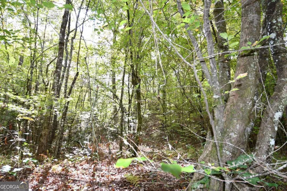 00001 Poplar Springs RD Buchanan, GA 30113