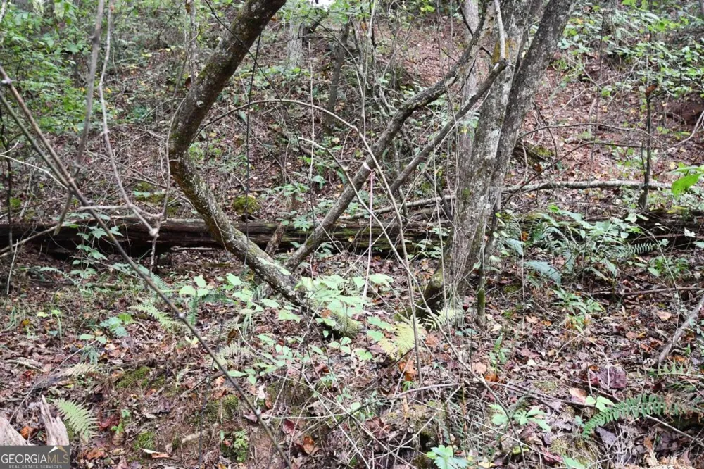 00001 Poplar Springs RD Buchanan, GA 30113