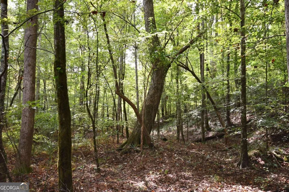 00001 Poplar Springs RD Buchanan, GA 30113