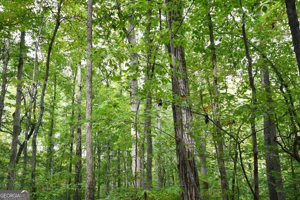 00001 Poplar Springs RD Buchanan, GA 30113
