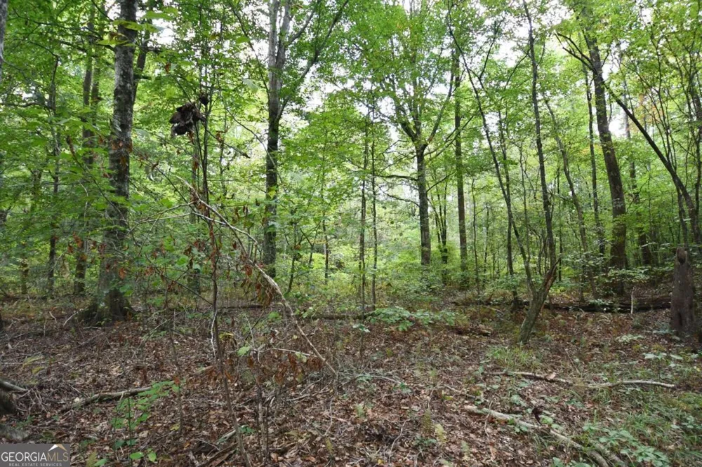 00001 Poplar Springs RD Buchanan, GA 30113
