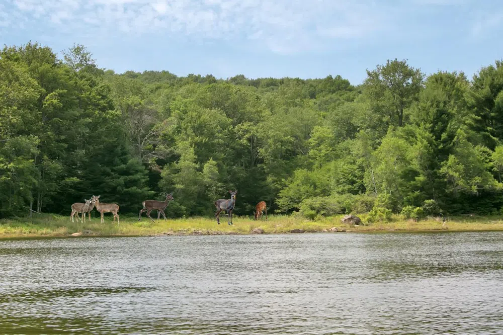 Whispering Woods Drive Mongaup Valley, NY 12762