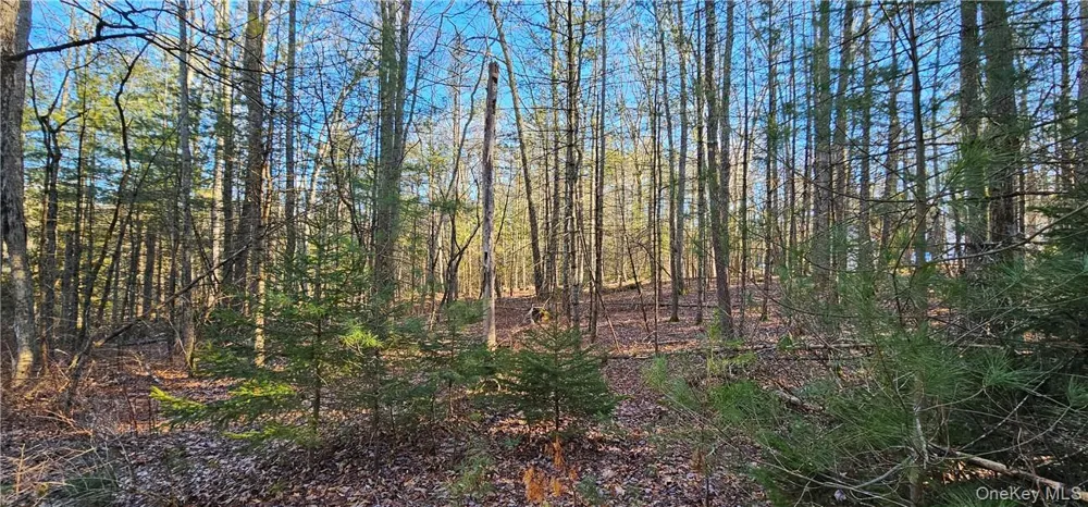 Lot 57.1 Yulan-Barryville Road Barryville, NY 12719