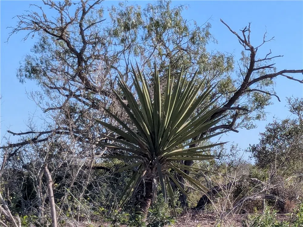 CR 145 San Diego, TX 78384