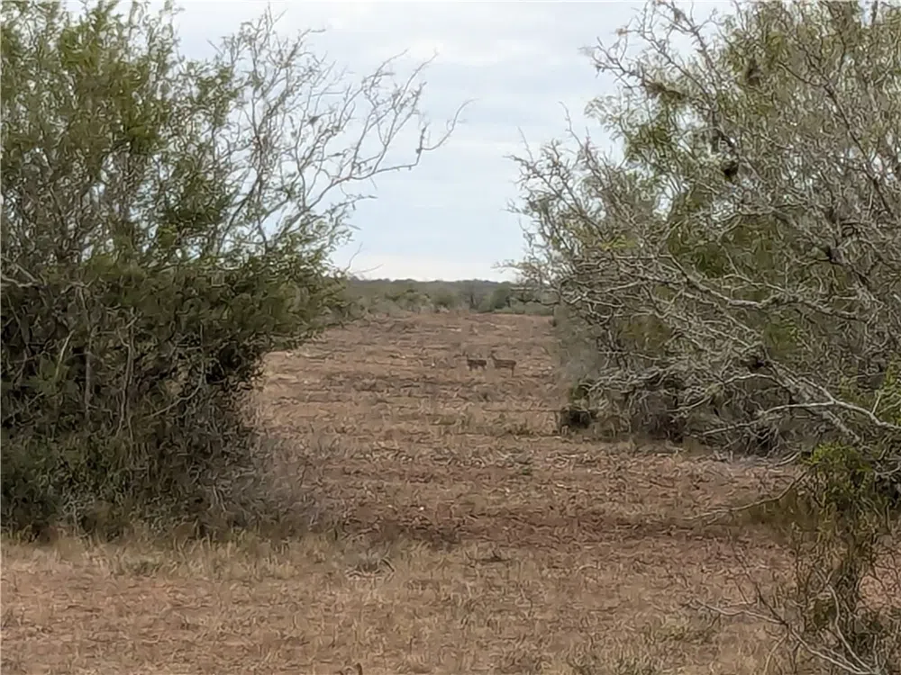 CR 145 San Diego, TX 78384