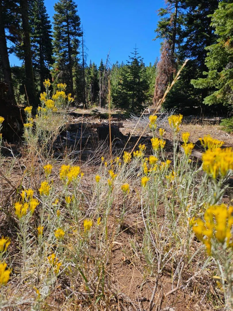 Prospect Road Alturas, CA 96101