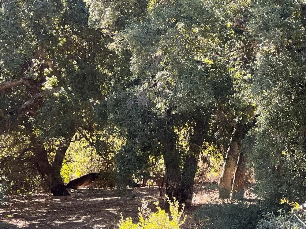2115 Campo Truck Trail Campo, CA 91906