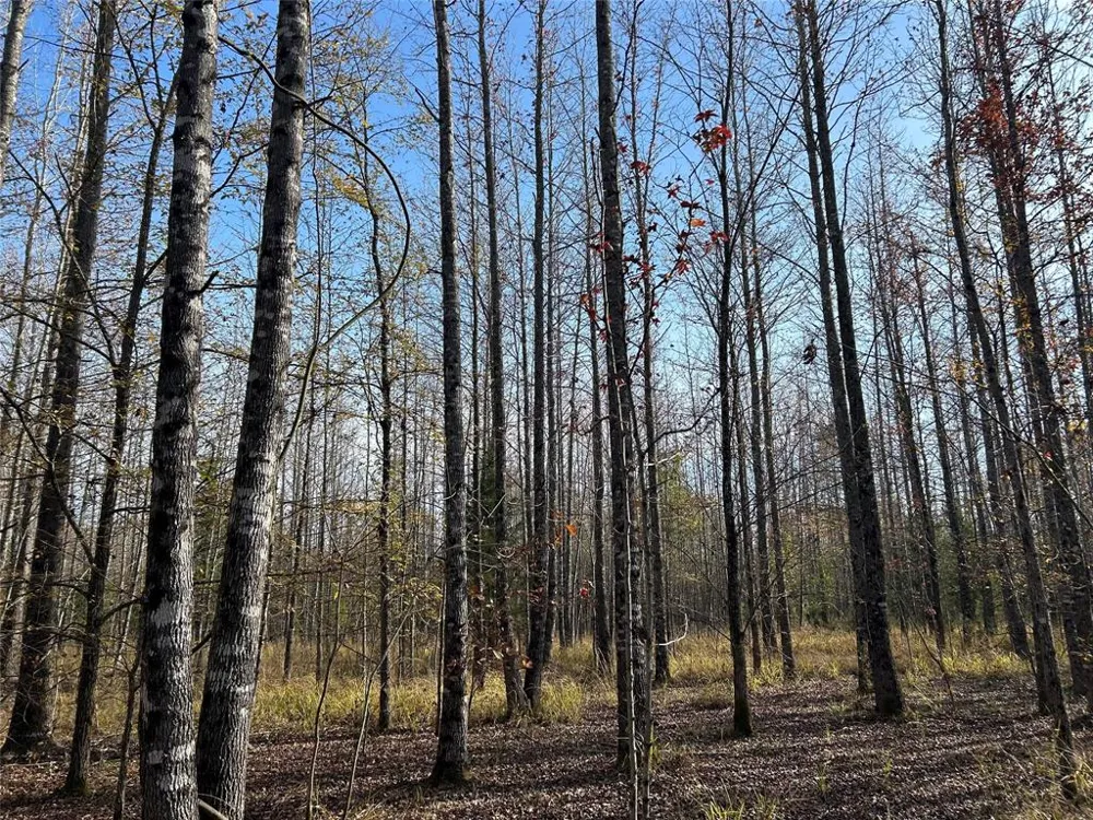 COUNTY ROAD 1412 Bogata, TX 75416