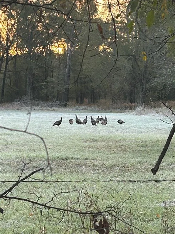 COUNTY ROAD 1412 Bogata, TX 75416