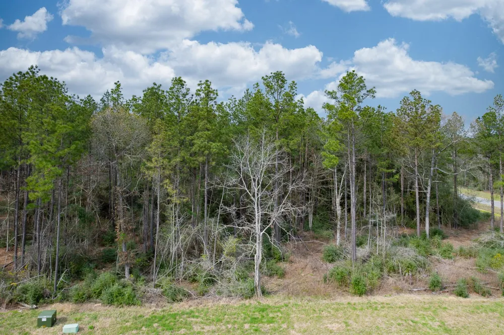 10521 Chapter Drive Willis, TX 77378