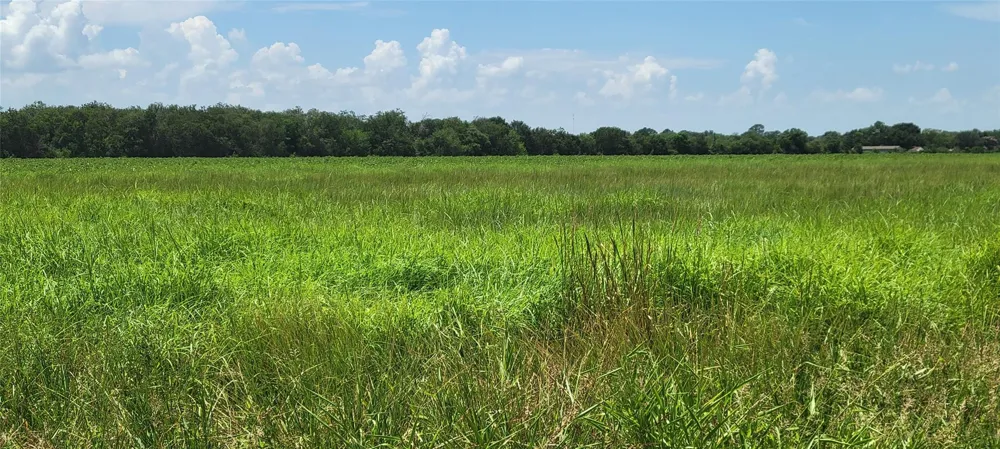 Whitetail Xing Crossing Needville, TX 77461
