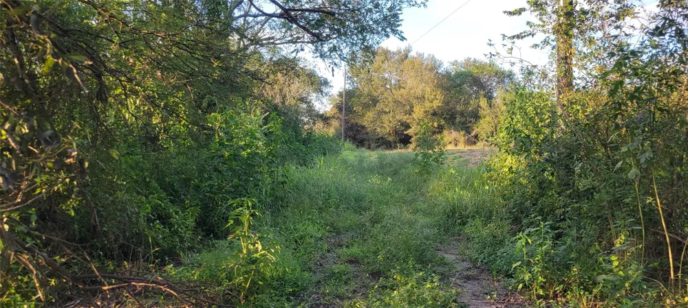 Whitetail Xing Crossing Needville, TX 77461