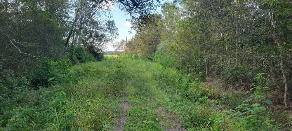 Whitetail Xing Crossing Needville, TX 77461
