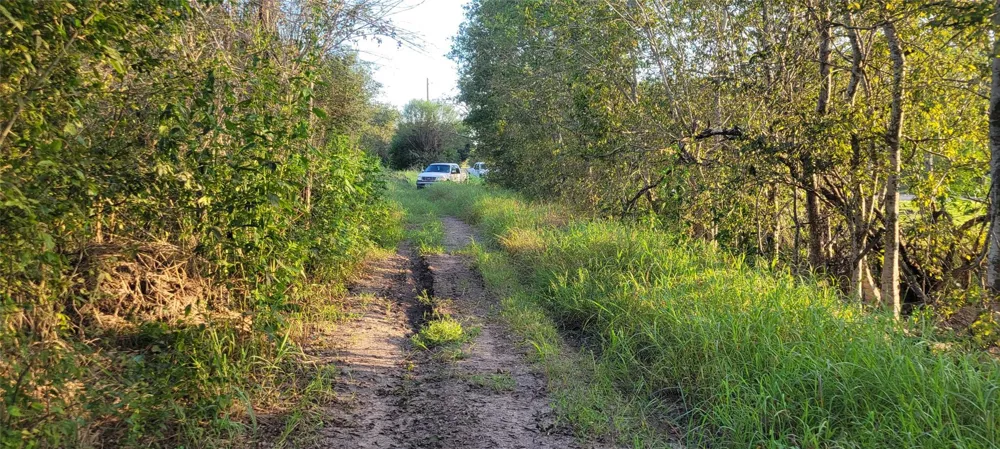Whitetail Xing Crossing Needville, TX 77461